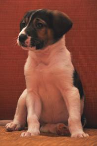 Маленькая Поленька в дар. Умненькая, знает команды