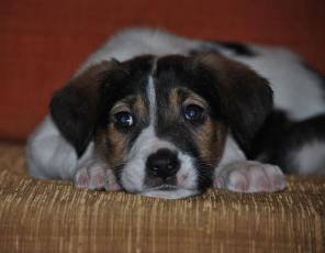 Маленькая Поленька в дар. Умненькая, знает команды