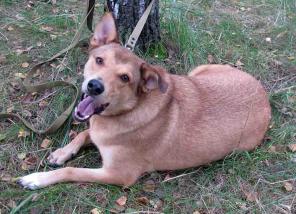 Собачка Монти из приюта мечтает о доме.