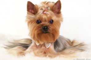 ������� �����. ������� �����. ����� �������