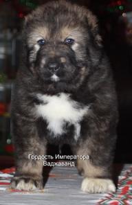 Щенки Кавказской Овчарки