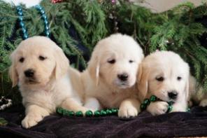 ����� ����������� ���������