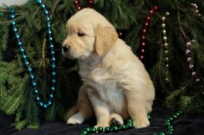 ����� ����������� ���������