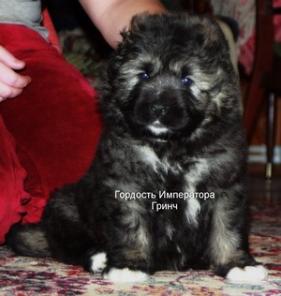 ����� ���������� �������