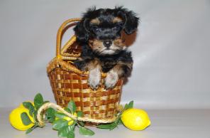 ������������� ������� �������