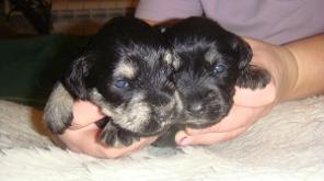 ��������� �����