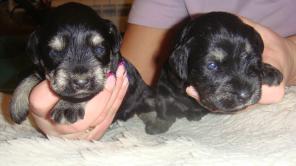 ��������� �����