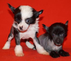 ��������� ������. ��������� ��������. �����