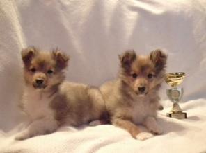 ����� ������ ������