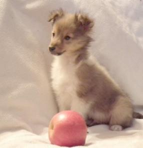 ����� ������ ������