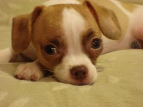 �����-���, ������� � ����� (���������), ����� � �����, ���.