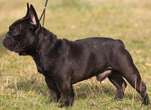 ����������� �������. �����. ������. ����������. ������� ������������ ������