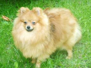 ����������� ������� ����.  ��������