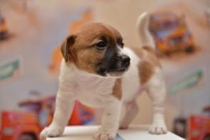 ����� ���� ������