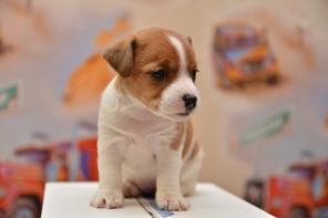 ����� ���� ������