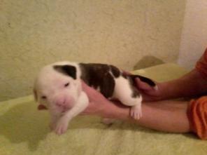 ЩЕНКИ Американского Бульдога