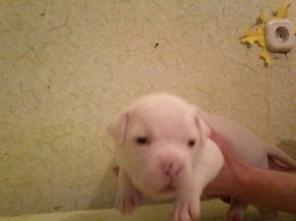 ЩЕНКИ Американского Бульдога