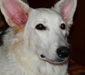 ����� ���������: ����� ���