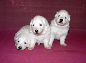 ����� ���������: ����� ���