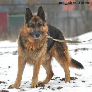 Кобель немецкой овчарки в добрые руки, 5 лет.