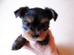 ��������� ����� ������������ ������� ���-������