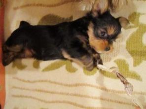 ��������� ����� ������������ ������� ���-������