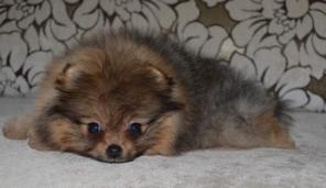 Продаются щенки Померанского шпица.