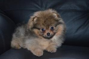 Продаются щенки Померанского шпица.