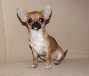 Чихуахуа щенки