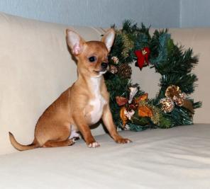 Чихуахуа щенки