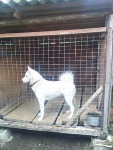 Щенки Западно-сибирской лайки