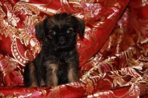 ����� ������������� ��������