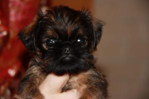 ����� ������������� ��������