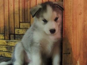 ����� ��������� �����