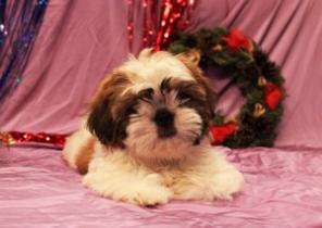 ��������� ����� ��-���, �������� "Feel of Pride"