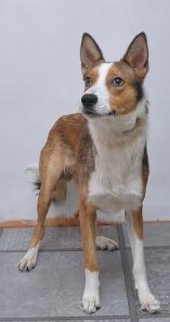 Валет-пес аристократичной породы ждет своего хозяина