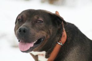 � ������ ���� �������-���������� ��������