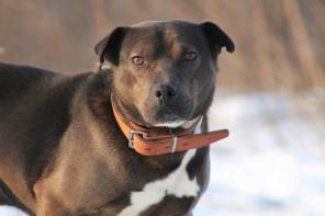 � ������ ���� �������-���������� ��������