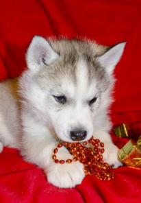 ����� ��������� ����� ��� ������