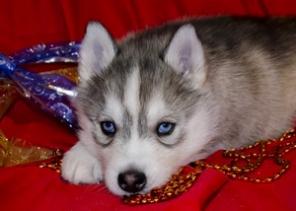 ����� ��������� ����� ��� ������