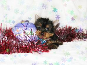 ����� ������������ �������