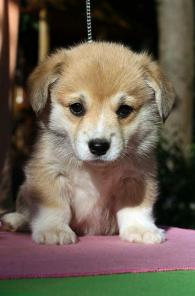 элитные Щенки вельш корги пемброк