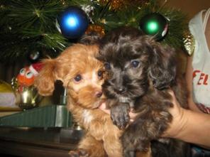 ����� ������������� �������