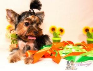 �������� ������� � ���� ��� ��������