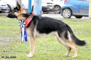 Молодой кобель восточноевропейской овчарки