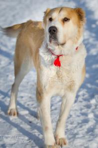 Сола, умнейшая среднеазиатская овчарка в дар
