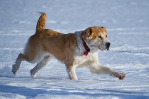 Сола, умнейшая среднеазиатская овчарка в дар