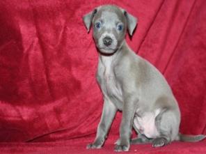 ����� ��������