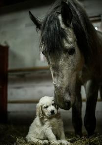 ����� ����������� ( ������ ) ���������