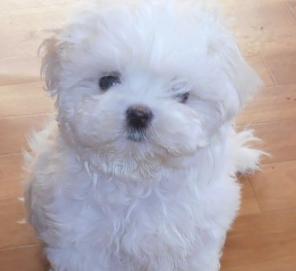 ����� �������� �������� � �������.